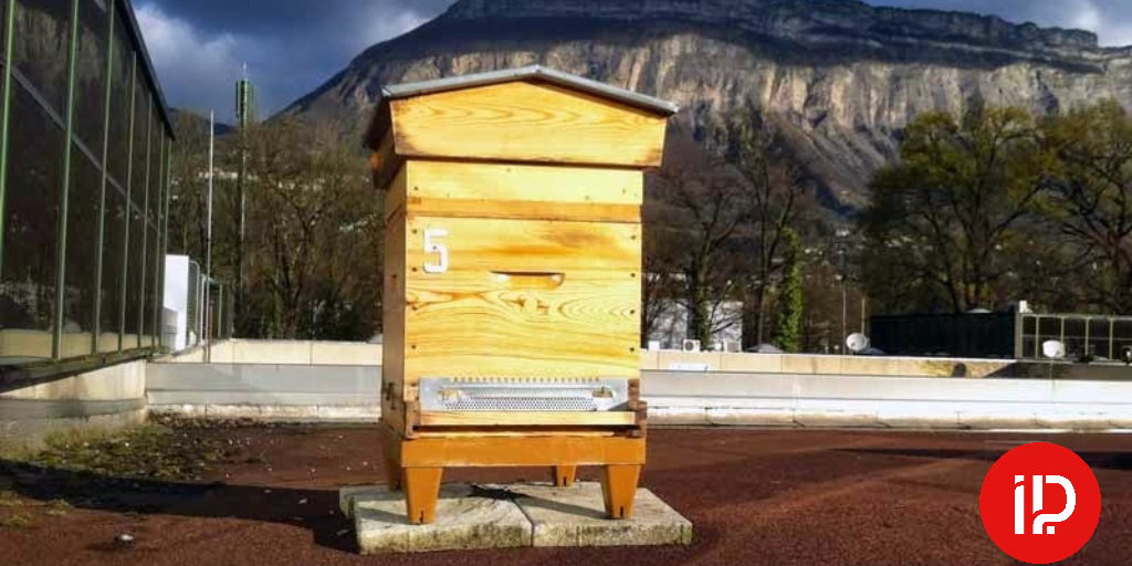 Des abeilles butinent sur le toit d’Hipcom